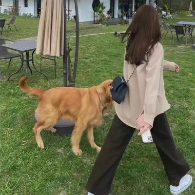 奶牛阴谋